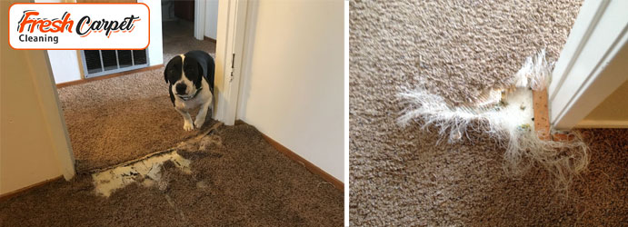 Pet Damage Carpet Repair Services Toorak