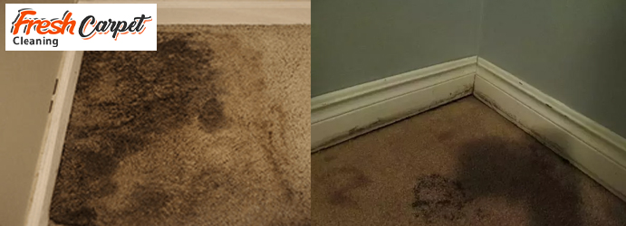 Carpet Mould Removal Services Mawson